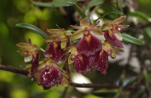 Epidendrum cottoniiflorum, photograph 5