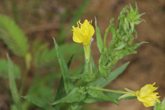 Oenothera rhombipetala