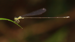 Amphicnemis gracilis
