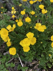 Ranunculus repens