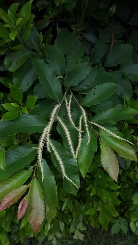 Allegheny Chinquapin