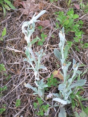 Gamochaeta argyrinea