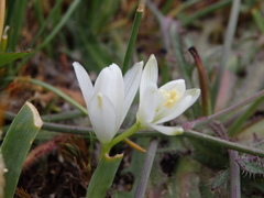 Ornithogalum concinnum