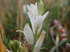 Ornithogalum concinnum