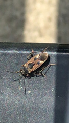 Rhyparochromus vulgaris