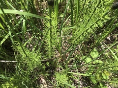 Equisetum fluviatile