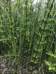 Equisetum fluviatile