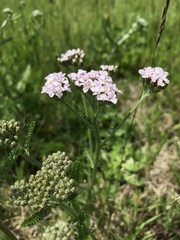 Achillea millefolium