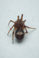 Simitidion simile