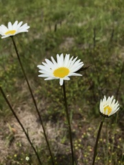 Leucanthemum vulgare