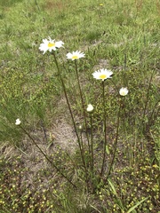 Leucanthemum vulgare