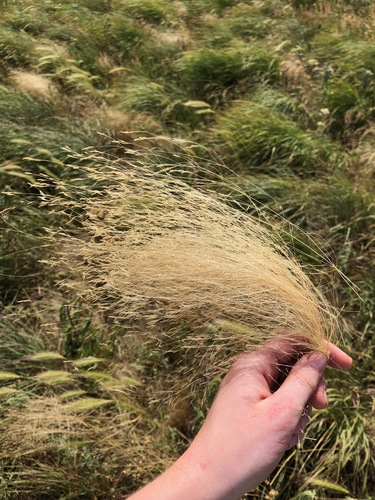 Agrostis hyemalis