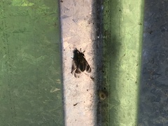 Chrysops univittatus