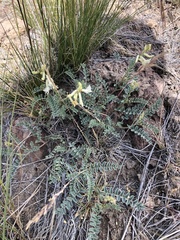 Astragalus curvicarpus