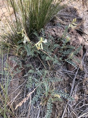 Astragalus curvicarpus