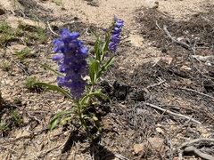 Penstemon glaber alpinus