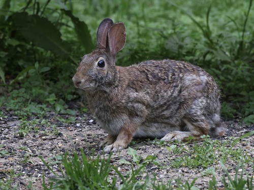 Eastern Cottontail photographed in Michigan