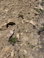 Penstemon glaber alpinus