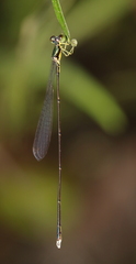Amphicnemis gracilis