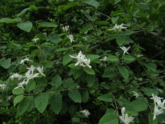 Lonicera micrantha