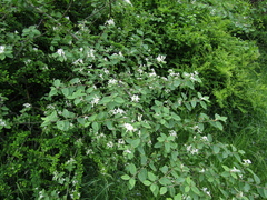 Lonicera micrantha