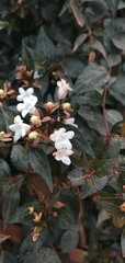 Viburnum tinus