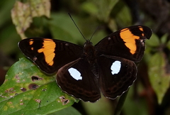 Adelpha justina