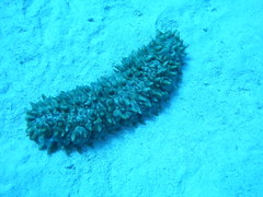 Stichopus pseudohorrens