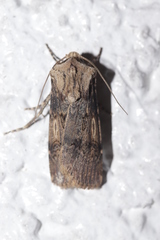 Agrotis puta