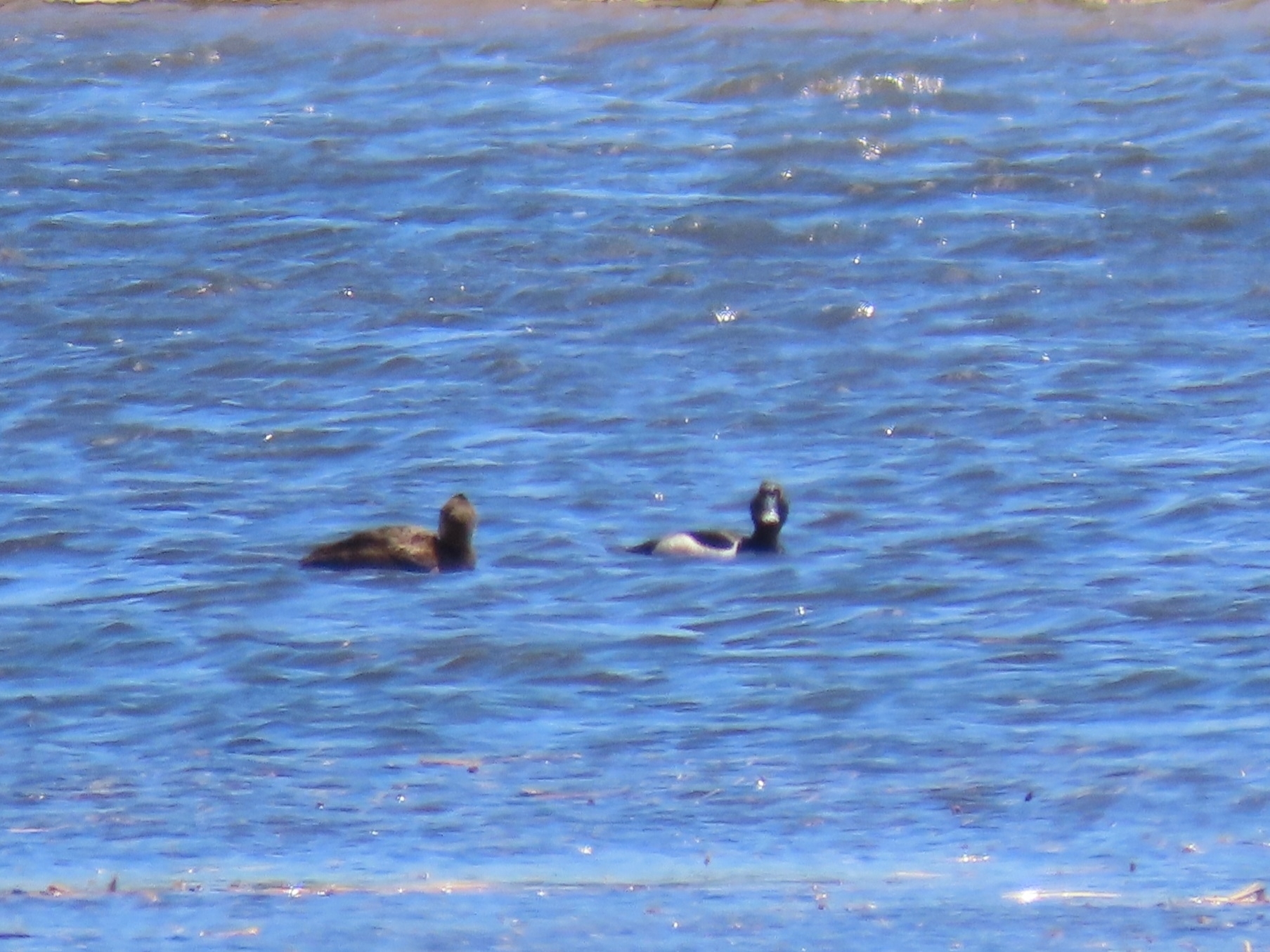 Ring-necked Duck