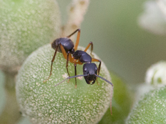 Camponotus renggeri