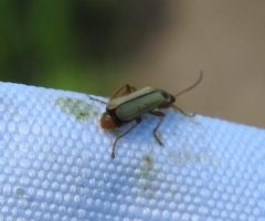 Metacantharis clypeata