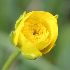 Ranunculus millefoliatus