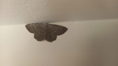 Dicrognophos sartata