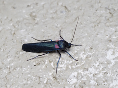 Monosyntaxis holmanhunti