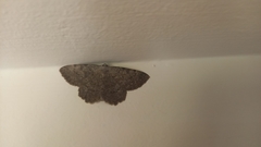 Dicrognophos sartata