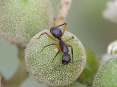 Camponotus renggeri