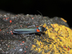 Monosyntaxis holmanhunti