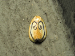 Trischalis subaurana