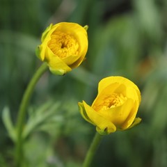 Ranunculus millefoliatus