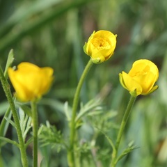 Ranunculus millefoliatus