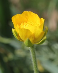 Ranunculus millefoliatus