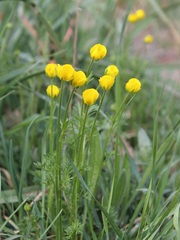 Ranunculus millefoliatus
