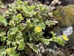 Ivesia baileyi