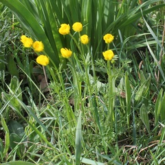Ranunculus millefoliatus