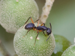 Camponotus renggeri