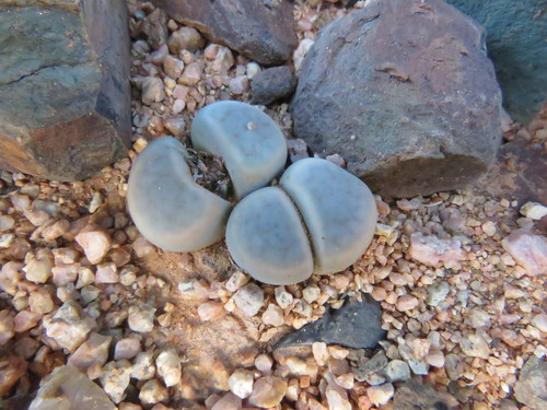 Lithops schwantesii image