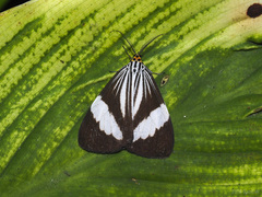 Nyctemera tripunctaria