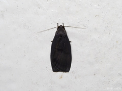 Lambula malayana