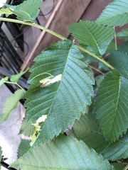 Agromyza aristata